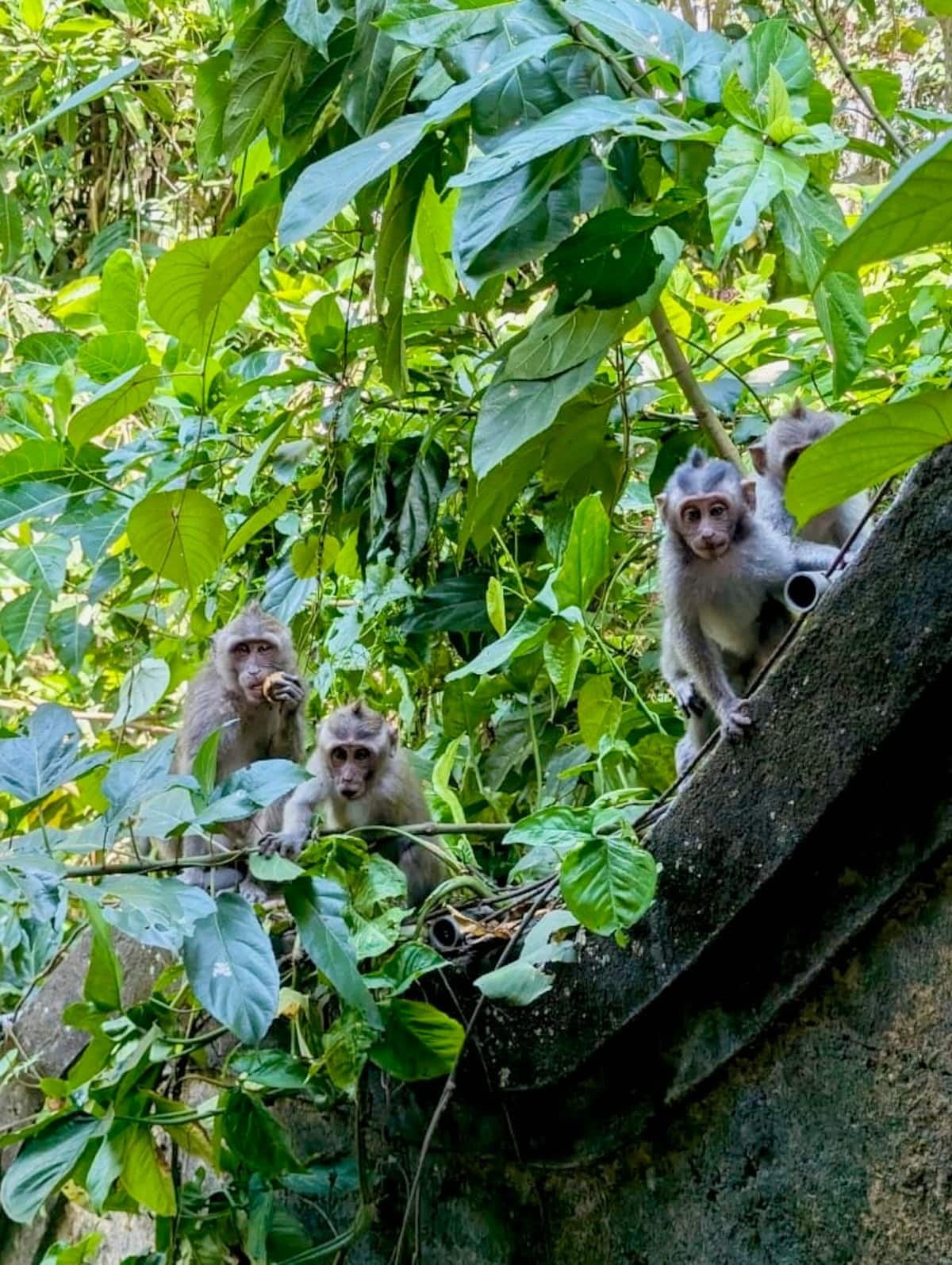 Macaques in the trees outside the room