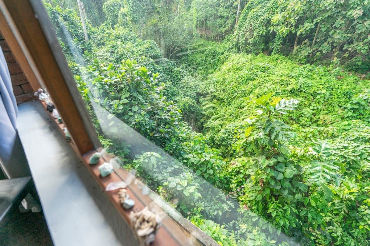 View from the living room window straight into the forest canopy